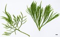 SpeciesSub: var. imbricarium